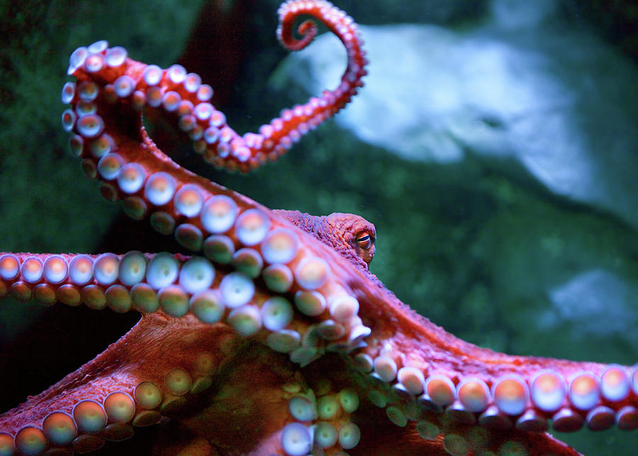 Giant Pacific Octopus Photograph by Brian Knott Photography