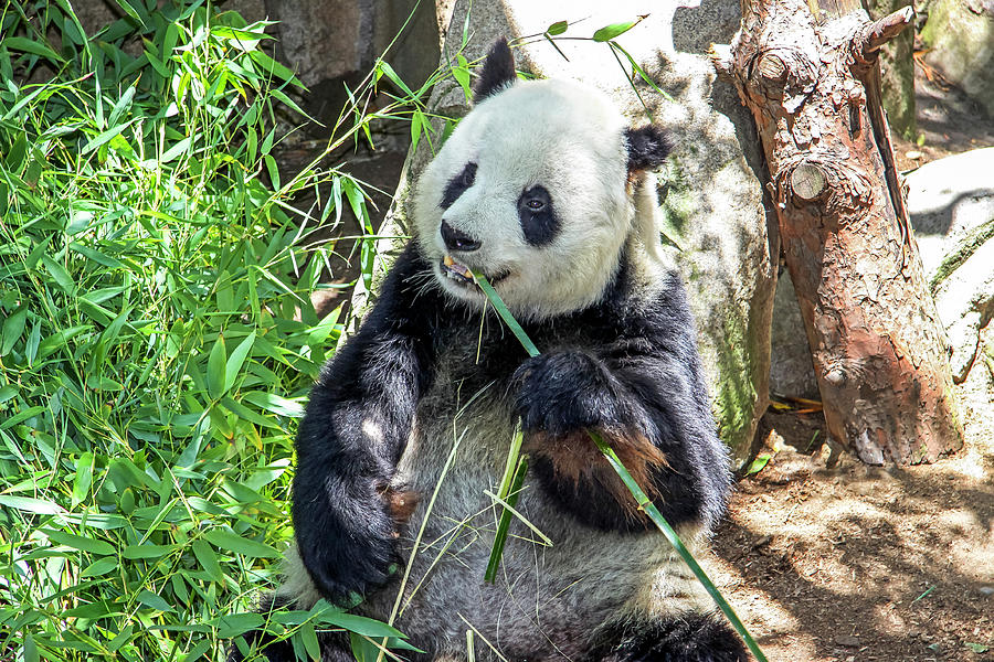 Giant Panda 1 Photograph by Dawn Richards