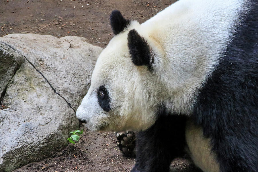 Giant Panda 2 Photograph by Dawn Richards