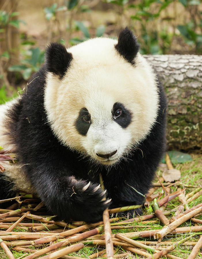 Giant Panda, Ailuropoda melanoleuca, Chengdu, Peoples Republic of China  Photograph by Neale And Judith Clark