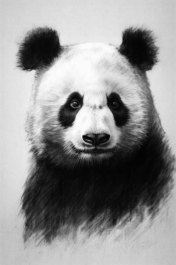 Wildlife Drawing - Giant Panda, charcoal drawing by David Mohn