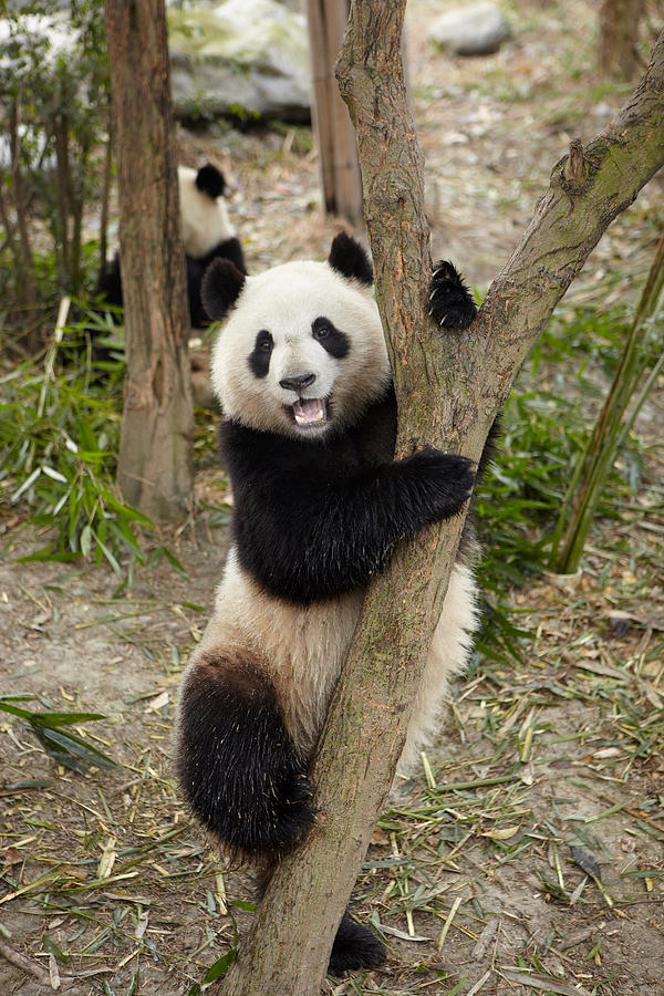 Giant Panda climbing a tree at the Chengdu Panda Breeding Research Center Photograph by Image Source