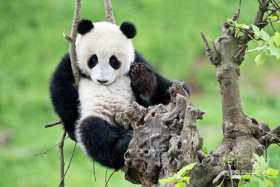 Black And White Photograph - Giant Panda Cub by Tony Camacho