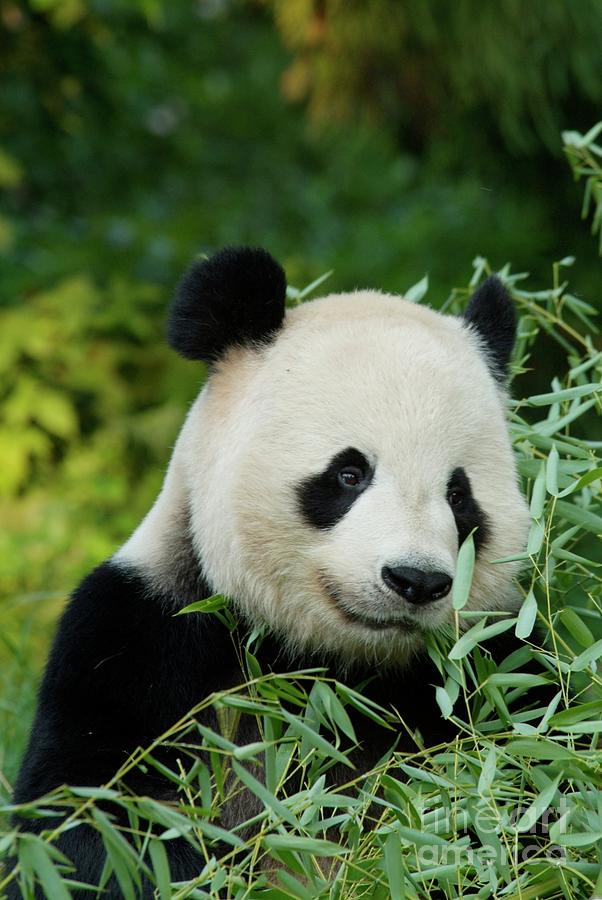 Giant Panda Photograph by JL Images - Fine Art America