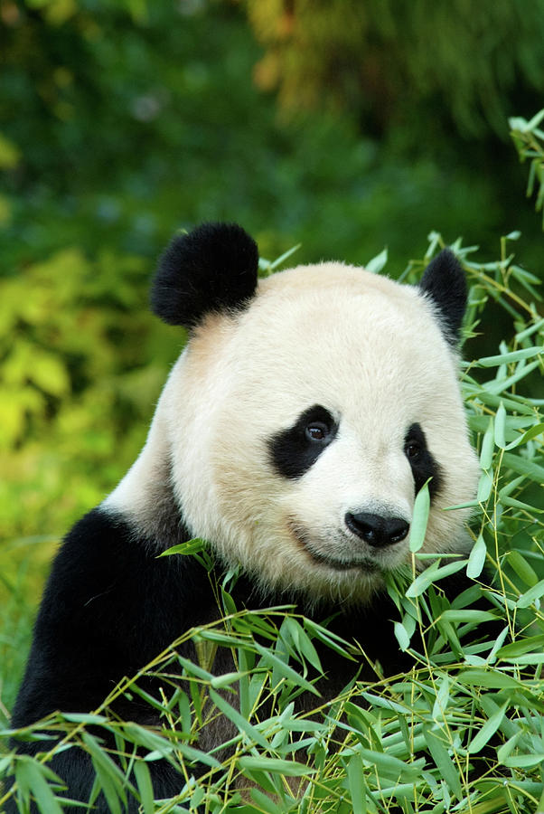 Giant Panda Painting by National Zoo and Conservation Biology Institute ...