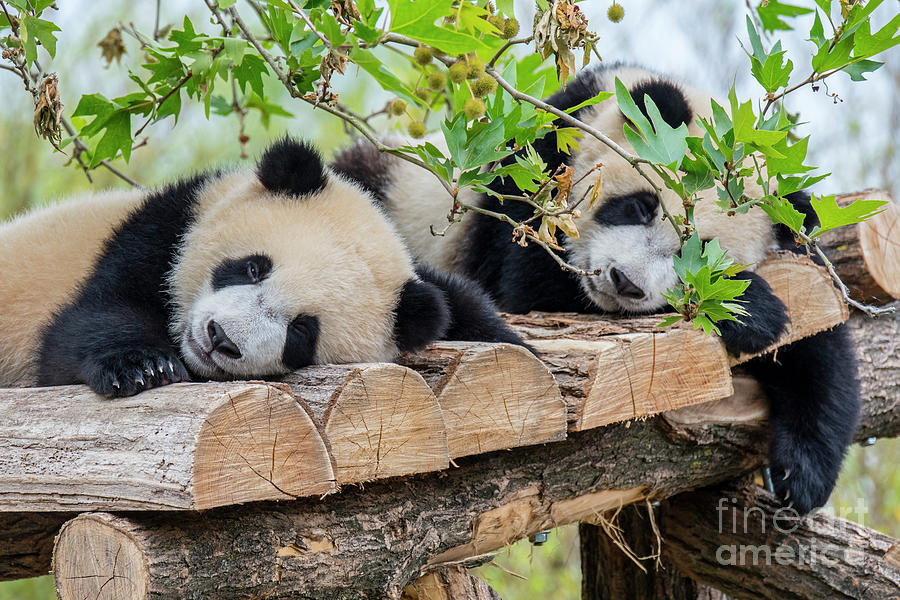 Giant Panda Twins Photograph by Arterra Picture Library