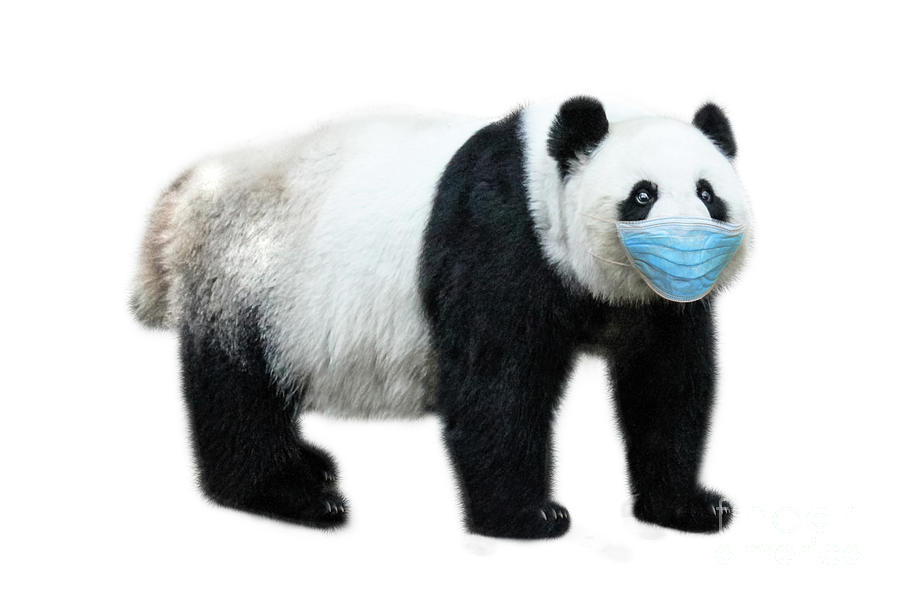 Giant Panda with surgical mask Photograph by Benny Marty
