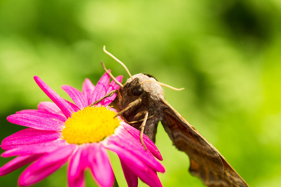 Giant Peacock Moth on a pink flower Photograph by Ollinka