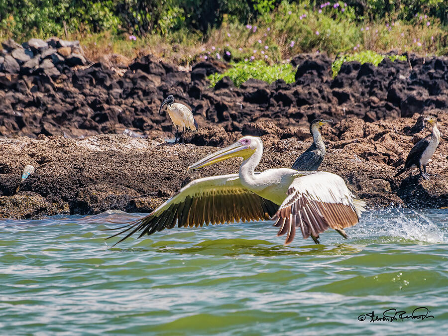 Giant Pelican Soars Over Bahir Dar Photograph by Steven Dos Remedios