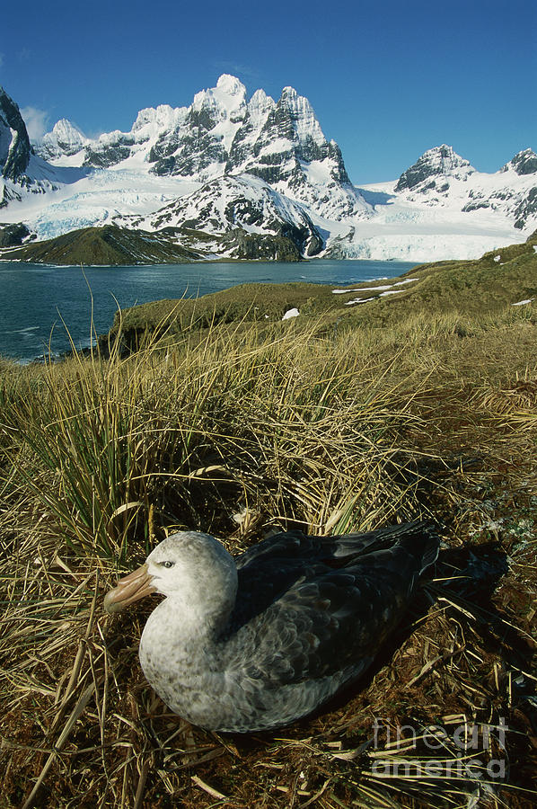 Giant Petrel and Mt Cunningham Photograph by Grant Dixon