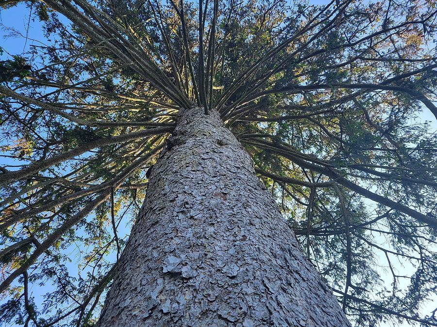 Giant Pine Photograph by Leighton Williams - Fine Art America