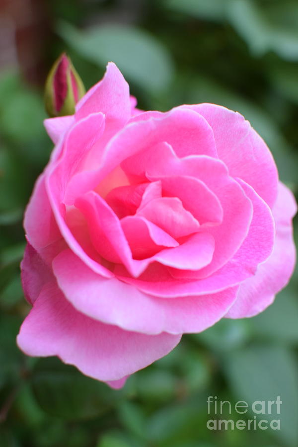 Giant Pink Rose with Bud Photograph by Mary The Barber - Pixels