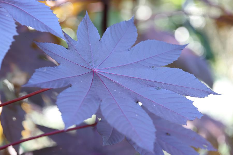 Giant Purple Leaves Photograph by Mingming Jiang