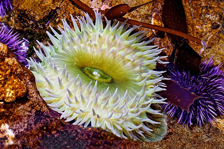 Giant Purple-Urchin Eater - Giant Green Anemone Photograph by KJ Swan