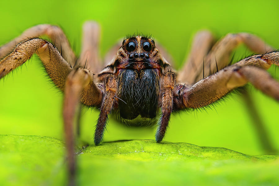 Giant Rabid Wolf Spider - Rabidosa rabida Photograph by Aron Sanzio ...