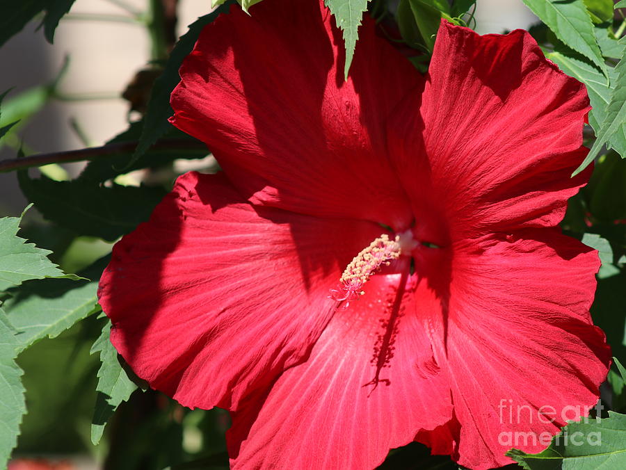 Giant Red Hibiscus Photograph by Ash Nirale