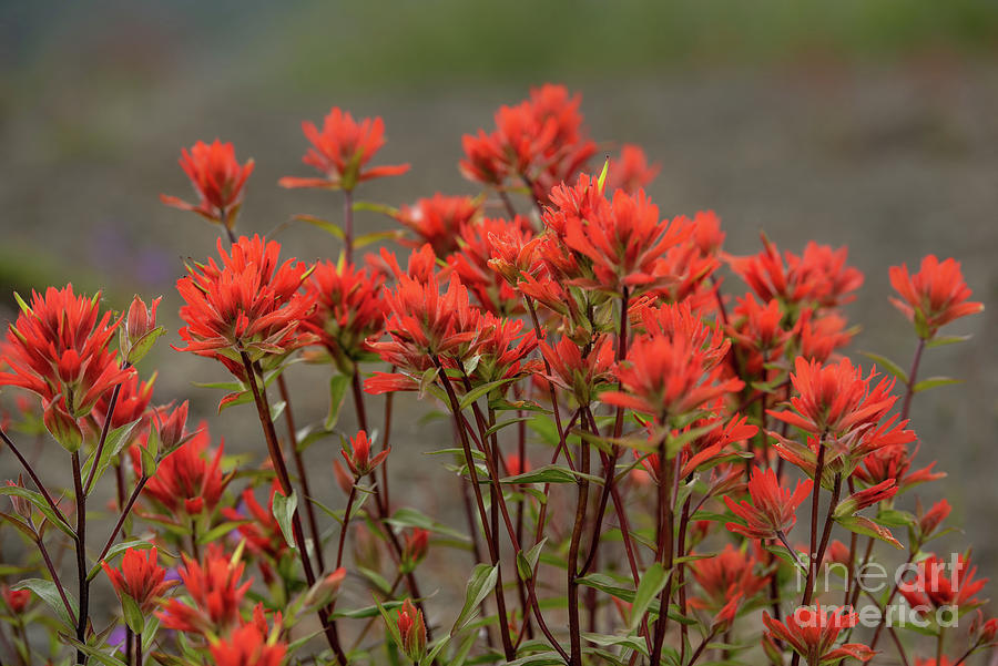 Summer Photograph - Giant Red Paintbrush in a Meadow at Mount Saint Helens by Nancy Gleason