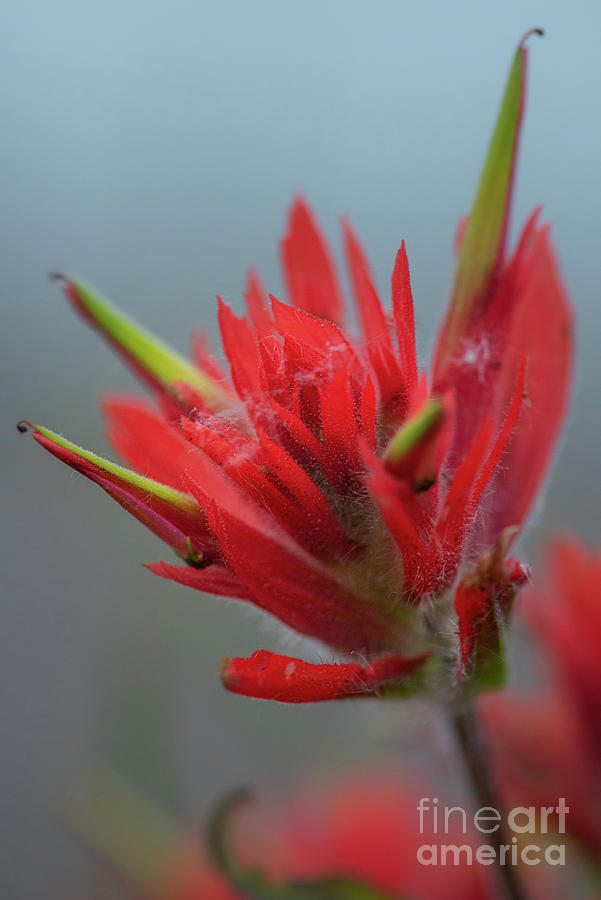 Giant Red Paintbrush on a Gray Day Photograph by Nancy Gleason