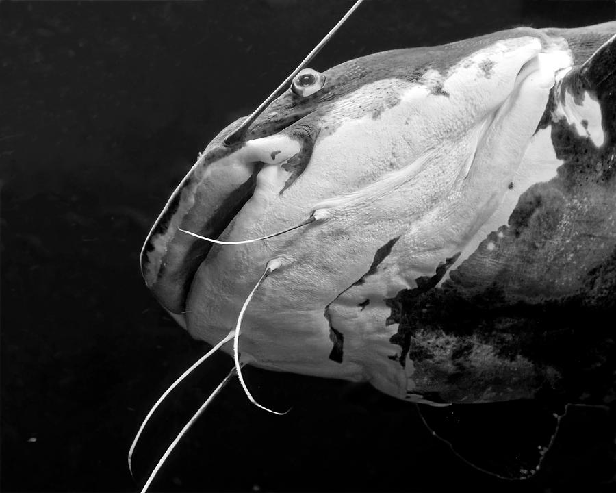 Giant Red-tailed Catfish in Black and White Photograph by KJ Swan