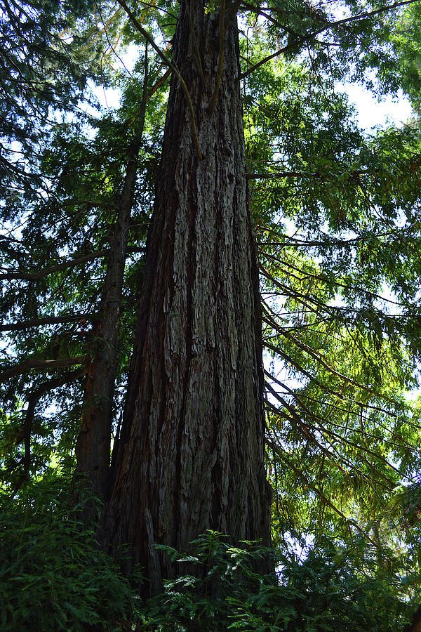 Giant Redwood At Oak Glen Preserve Photograph