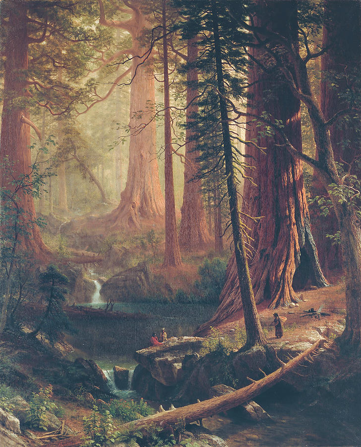 Giant Redwood Trees of California Painting by Eric Glaser