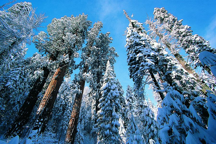Giant Redwoods in winter, Sequoia National Park, California, USA Photograph by Digital Vision.