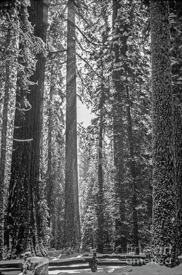 Giant Redwoods in Yosemite Photograph by David Zanzinger