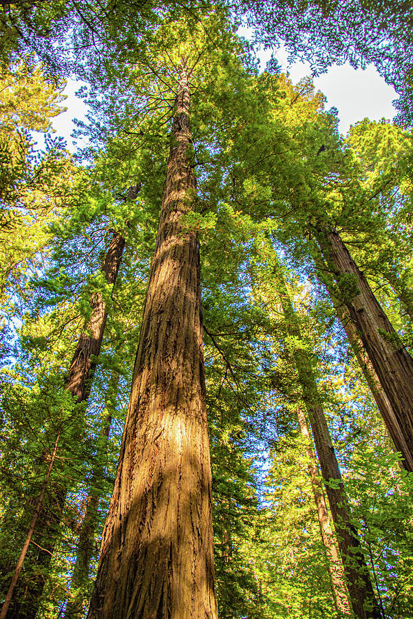 Giant Redwoods Photograph by Kathleen Lattimer Giant Redwoods Photograph by Kathleen Lattimer