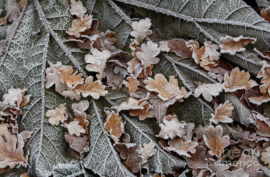 Giant Rhubarb and Oak Leaves in the Frost Photograph by Tim Gainey