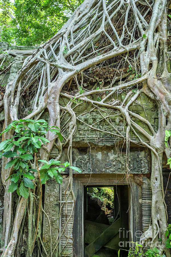 Giant roots in Ta Phrom, Angkor Wat, Cambodia Photograph by Julia Hiebaum