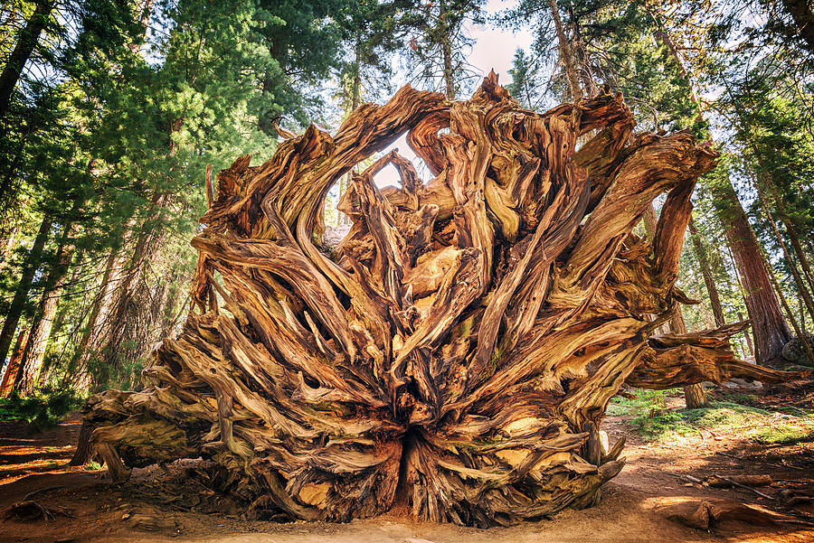 Giant Roots Photograph by Joseph S Giacalone