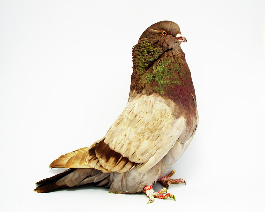 Giant Runt Pigeon Photograph by Nathan Abbott