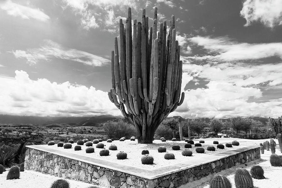 Giant Saguaro. Photograph by Silvia Marcoschamer