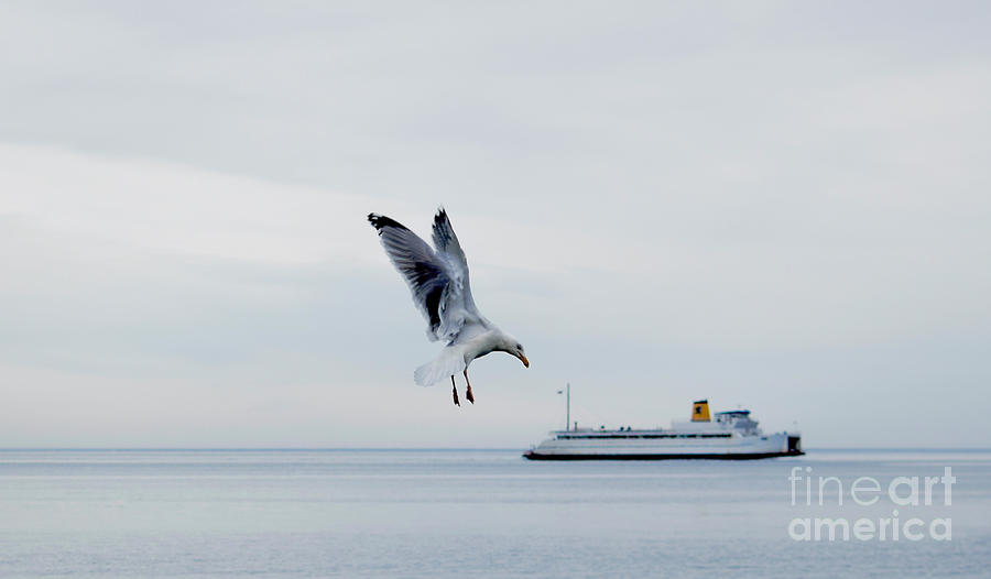 Giant Seagull Attacks Ferry Photograph by Debra Banks