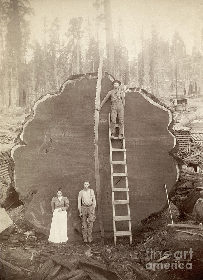 Giant Sequoia, 1891 Photograph by Charles Clifford Curtis