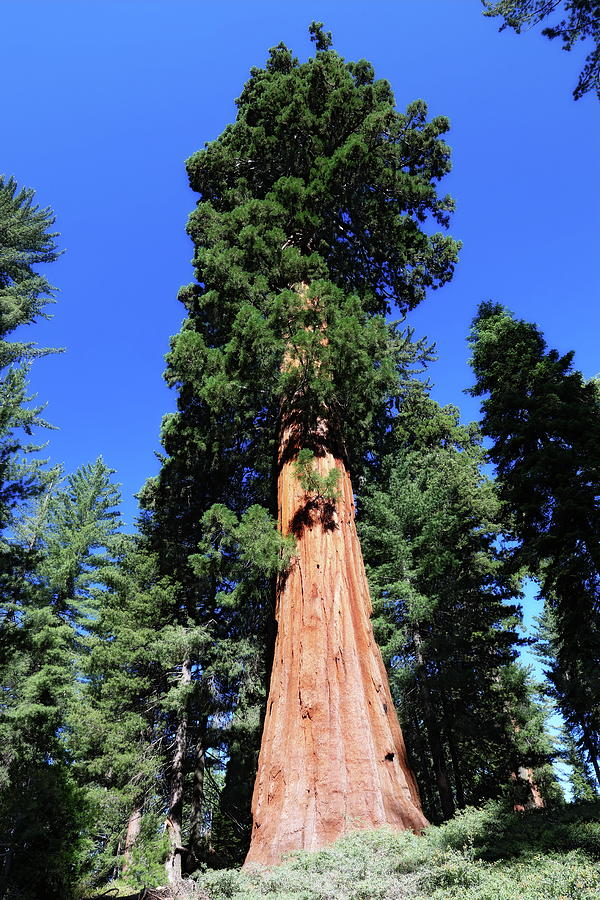 Giant Sequoia Photograph by Alex Nikitsin - Pixels