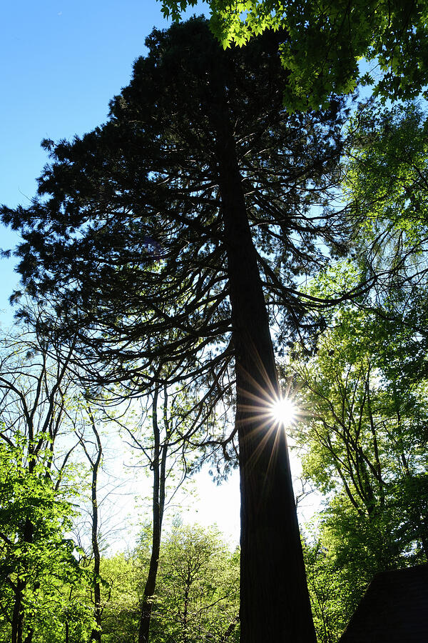 Giant Sequoia and Sunburst - Schoenbuch Nature Park Germany Photograph by Matthias Hauser Giant Sequoia and Sunburst - Schoenbuch Nature Park Germany Photograph by Matthias Hauser