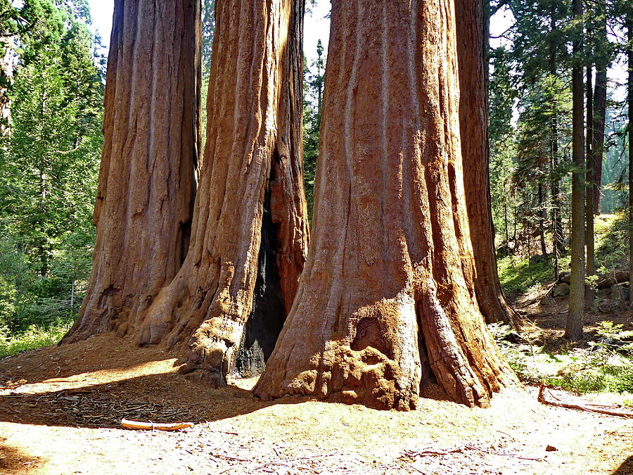 Giant Sequoia Grove Photograph by Lyuba Filatova