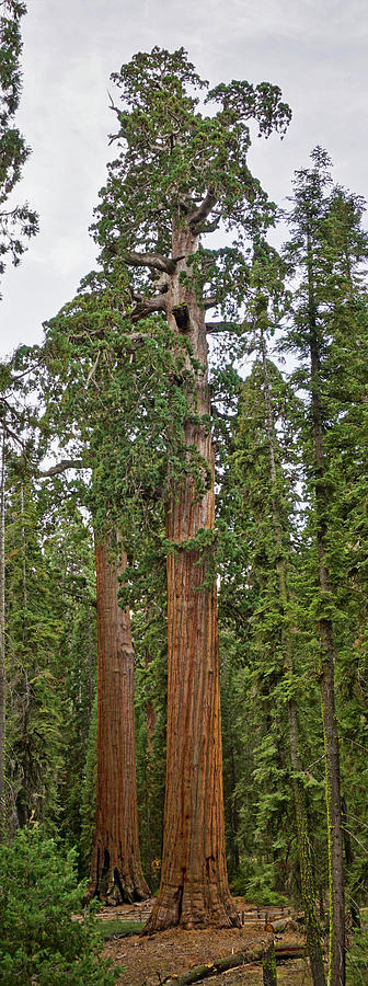 Oregon Tree Kings Canyon National Park  Photograph by Brett Harvey