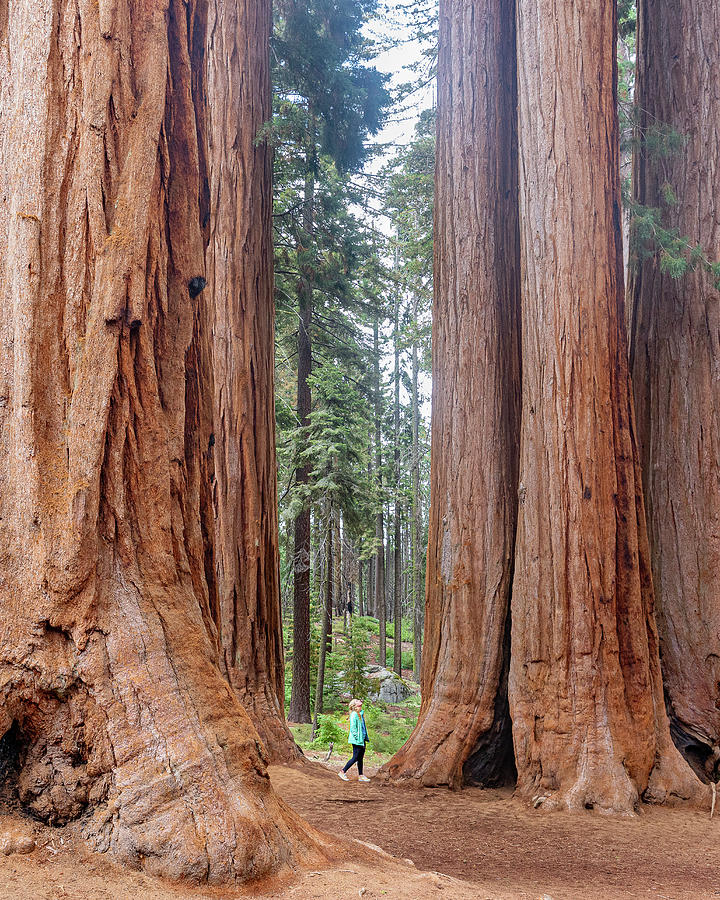 Giant Sequoia Perspective Photograph