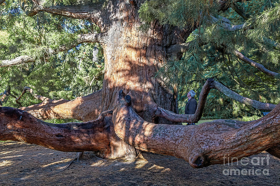 Giant Sequoia/Redwood Tree Trunk Photograph by Elaine Teague
