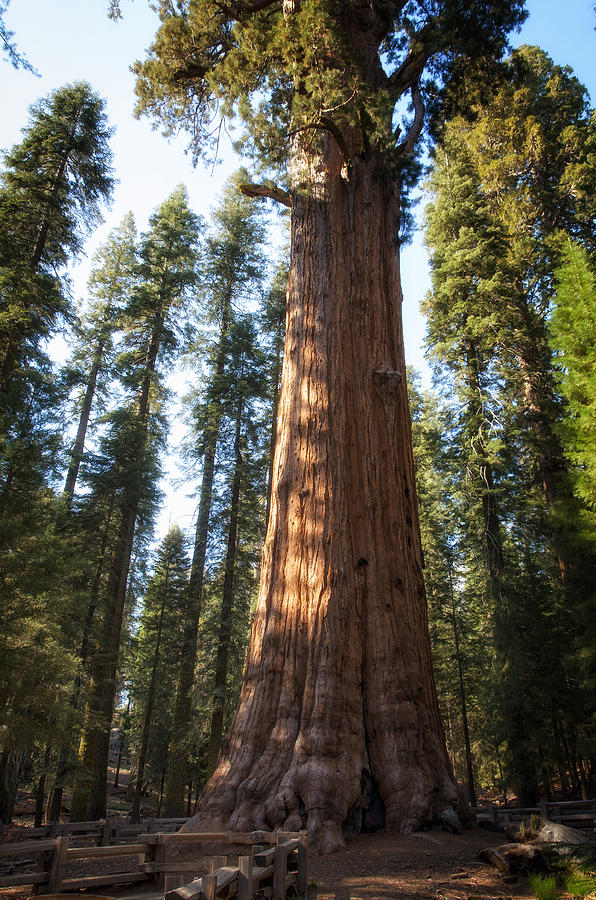 Giant sequoia (Sequoiadendron giganteum) tree, General Sherman, Giant Forest, Sequoia National Park, California, USA Photograph by /\/\itul Patel