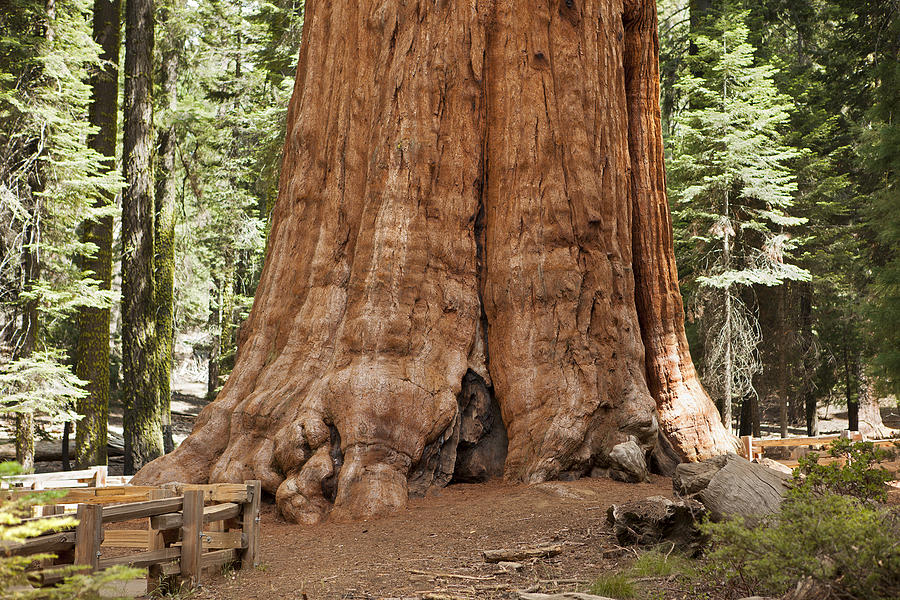 Giant Sequoia Tree Photograph by DonNichols