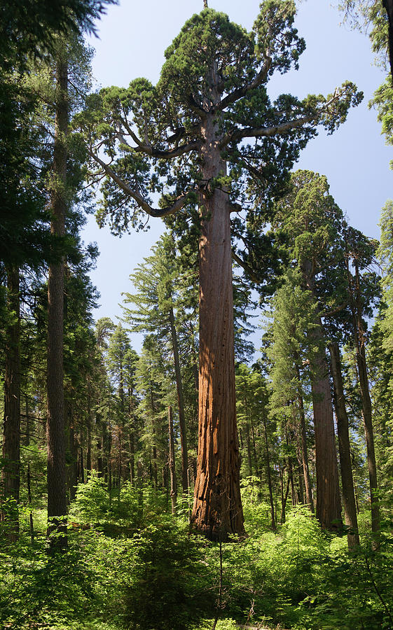 Giant sequoia tree in California, towering above normal trees Photograph by Jean-Luc Farges