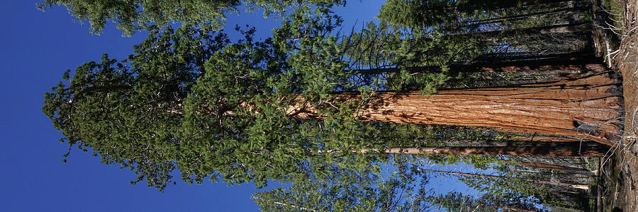 Giant Sequoia Tree Trail of 100 Giants Photograph by Brett Harvey