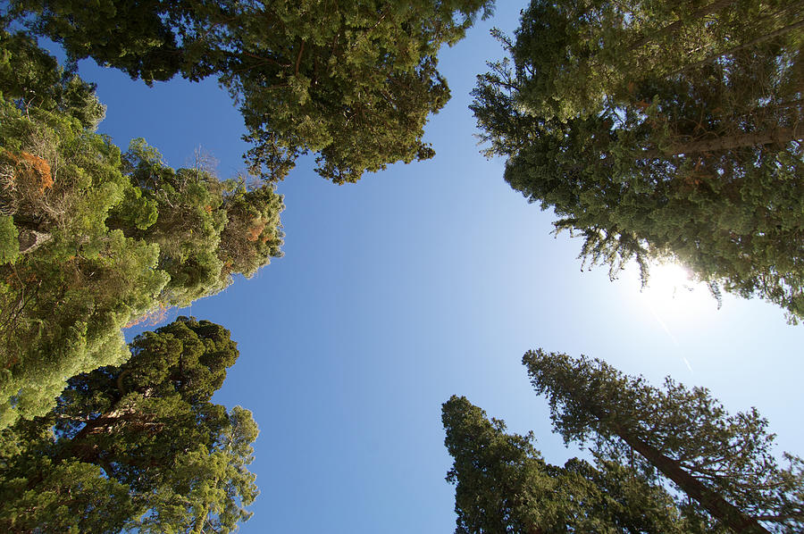 Giant sequoia trees Photograph by Dominik Eckelt