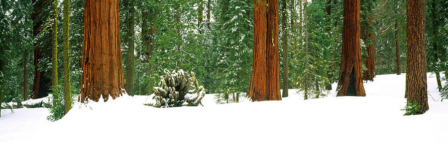 Giant Sequoia trees in a forest, Giant Forest, Sequoia National Park, California, USA Photograph by Panoramic Images
