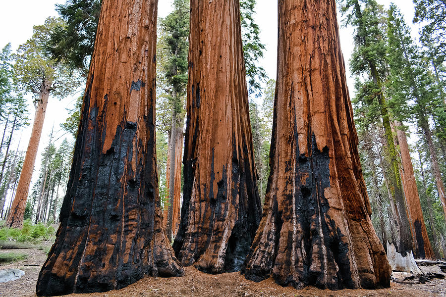 Giant Sequoia Trio Photograph by Kyle Hanson