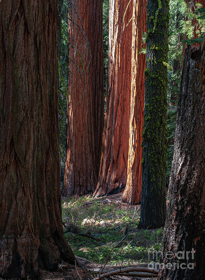 Sequoia National Park Photograph - Giant Sequoias 2-8011 by Stephen Parker