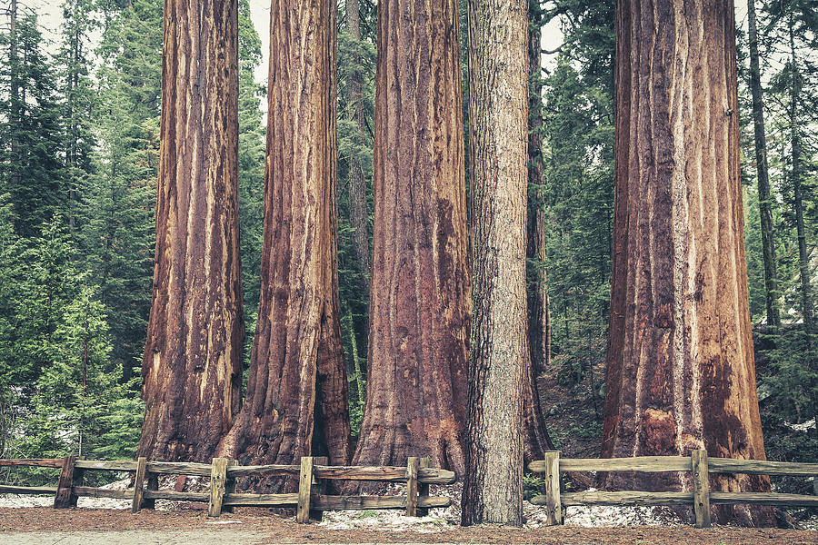 Giant Sequoias Photograph by Alberto Zanoni